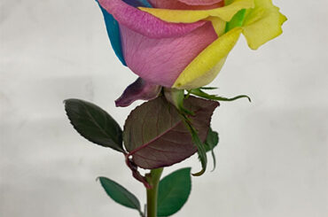 JO1 FCコンテンツ『JO1交換日記』更新  こんにちは！
最近ぼくは家具にハマっています！  …続きは
JO1公式HP FCコンテンツ『RELAY BLOG