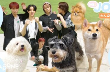 [Hi! JOワンッ] EP.23🐾癒やし回 前編🐾わんちゃんの世界に遊びにきた！