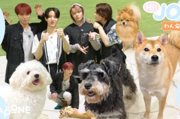 [Hi! JOワンッ] EP.23癒やし回 前編
わんちゃんの世界に遊びにきた！
(  #JO1 #Hi_JO1