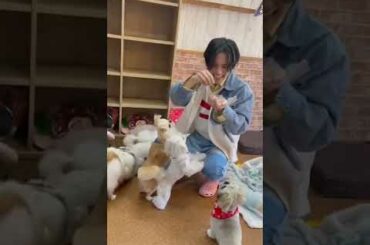 【JO1ショート】拓実(エサ)に群がる小型犬｜怖いのか可愛いのかよくわからない【川西拓実】#Shorts