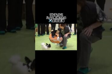 ワンチャンに話しかけがちなJO1 #Hi_JO1 #與那城奨 #川尻蓮 #大平祥生 #木全翔也 #金城碧海 #豆原一成 #JO1