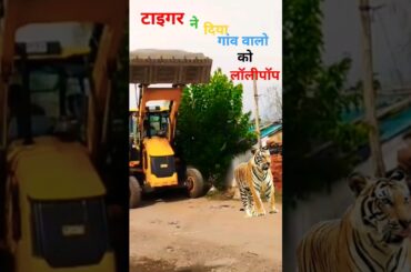 टाइगर ने दिया गांव वालो को लॉलीपॉप // #youtubeshorts #tiger