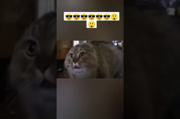 आखिर बाघ को थप्पड़ क्यों मारा😲😲🤣🤣#tiger #respect #shorts  #viral  #youtubeshorts