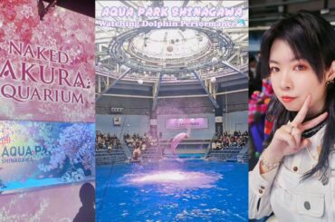 【アクアパーク品川】イルカ🐬パフォーマンス〜桜夢想🌸〜MCあり+リアクション【#JO1聖地】 #jam活 #川尻蓮 #水族館 #海豚秀 #dolphinshow