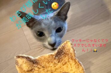 Syoya Instagram Story with Wasabi (250616) - I have humbly consumed Wasabi-sama. 😋