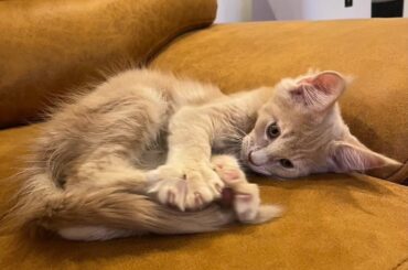 Sukai Twitter Update (251203) - Uru turned 2🎂🐯