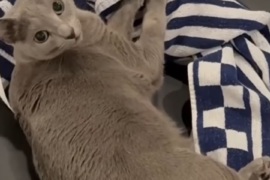 Syoya Instagram Update (260222) - Today's the day we cats take the spotlight!! 🐈 (feat. Wasabi)