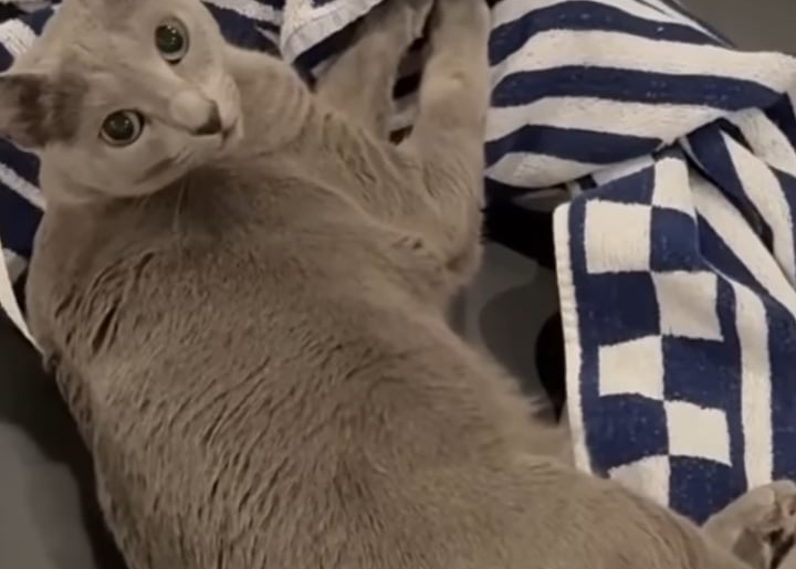 Syoya Instagram Update (260222) - Today's the day we cats take the spotlight!! 🐈 (feat. Wasabi)