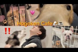 保護犬カフェという幸せに行きました🐶