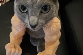 Syoya Twitter Update (260310) - Wasabi: "My power is rising!"