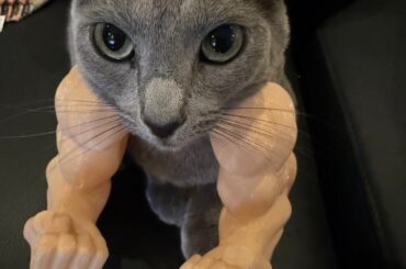 Syoya Twitter Update (260310) - Wasabi: "My power is rising!"