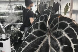 Sukai Instagram Update (260527) - Anthurium 🖤 My latest obsession 🔥