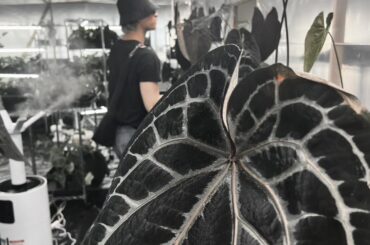 Sukai Instagram Update (260527) - Anthurium 🖤 My latest obsession 🔥