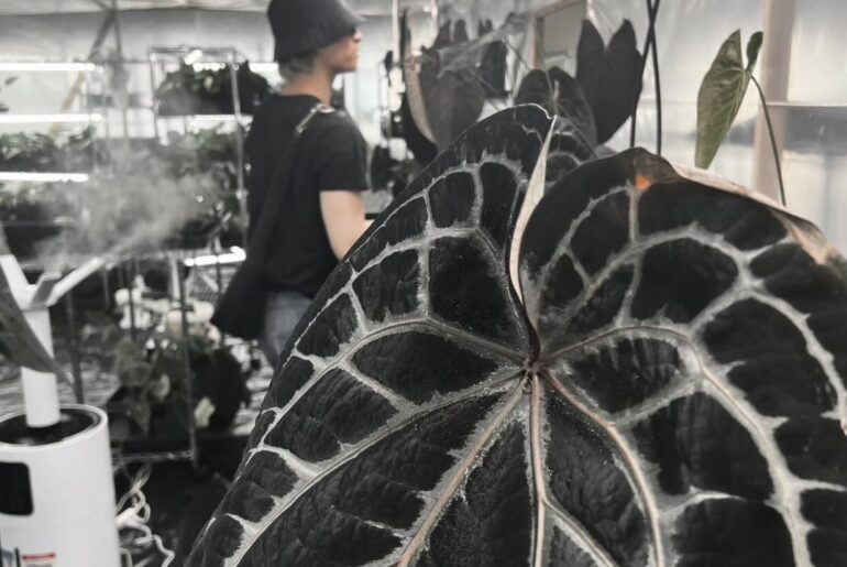 Sukai Instagram Update (260527) - Anthurium 🖤 My latest obsession 🔥