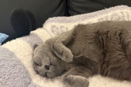 Syoya Twitter Update (260501) - That's been your constant spot lately 🛋️🥱 (feat. Wasabi)