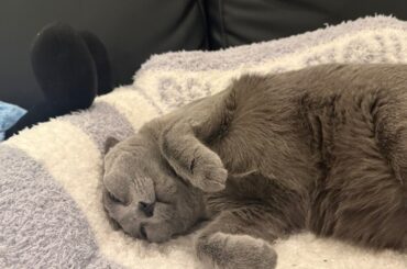Syoya Twitter Update (260501) - That's been your constant spot lately 🛋️🥱 (feat. Wasabi)